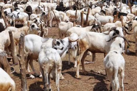 Eid-el-Kabir: Dealers decry low patronage as prices of rams soar in Kaduna