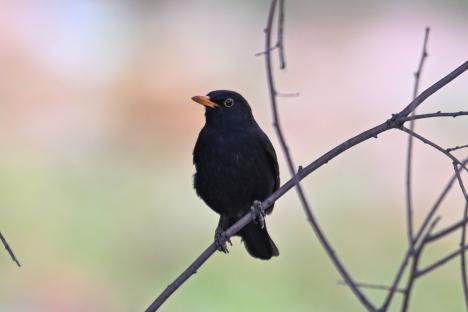 Warning to anyone who sees blackbirds in their garden this summer over deadly virus decimating critical species