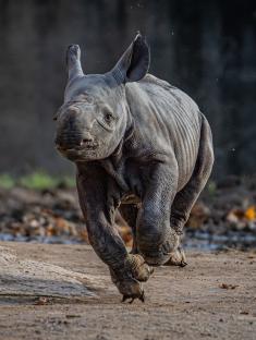 Eastern black rhino calf running.