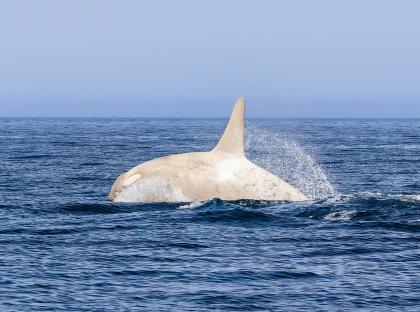 Watch rare vid of ‘glowing’ albino killer whale as elusive real-life Moby Dick breaches waves leaving orca fan ‘shaking’